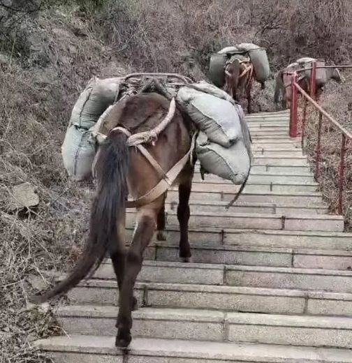 安徽骡马运输