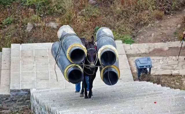 安徽马帮运输